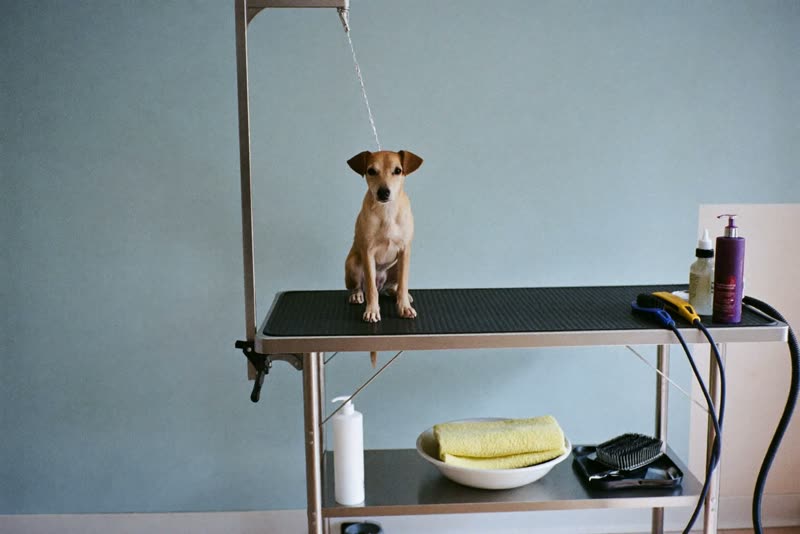A quiet grooming room with a steel table and brushes