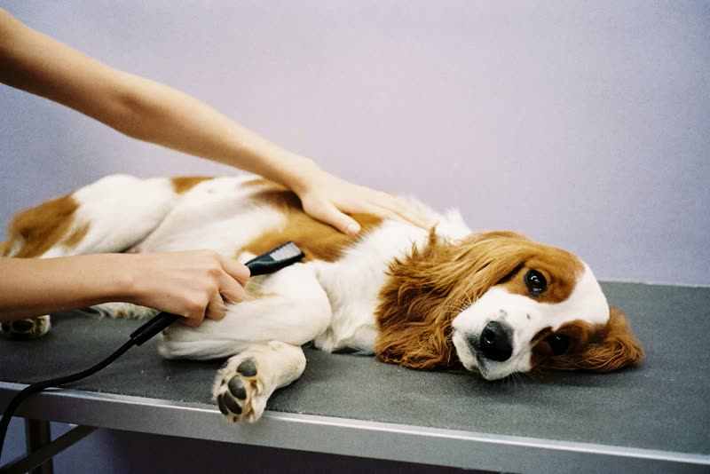 Hands brushing out a spaniel's long coat