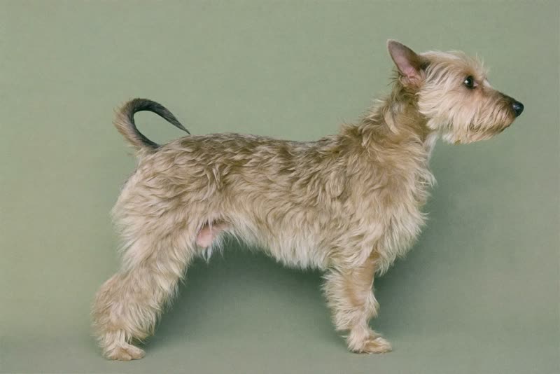 A neatly trimmed terrier standing side-on