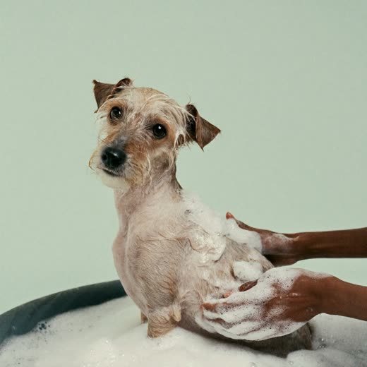 A small dog being shampooed in a grooming bath