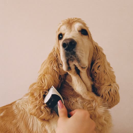 A curly-coated dog having its coat clipped