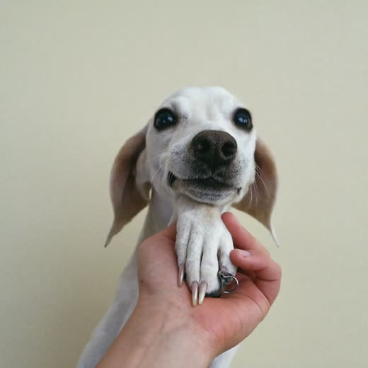 A dog's paw having its nails trimmed